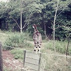 オカピ